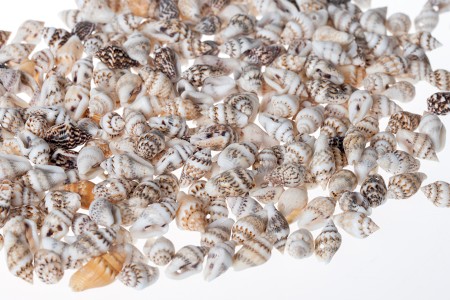 Ukrasne školjke u obliku pužića - paket 200gr (oko 615 kom)-dimenzije_slike