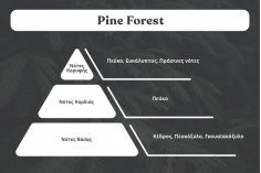Pine Forest - Aromatična sveća od sojinog voska sa pamučnim fitiljem (110gr)
