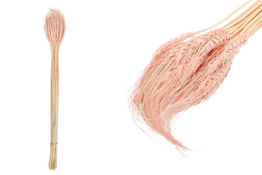 Roze [28] 