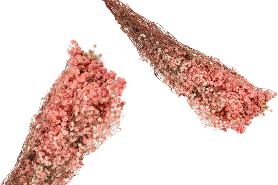 Roze [0] 