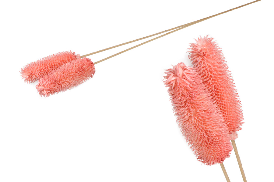 Roze [24] 