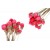 Roze [19] 
