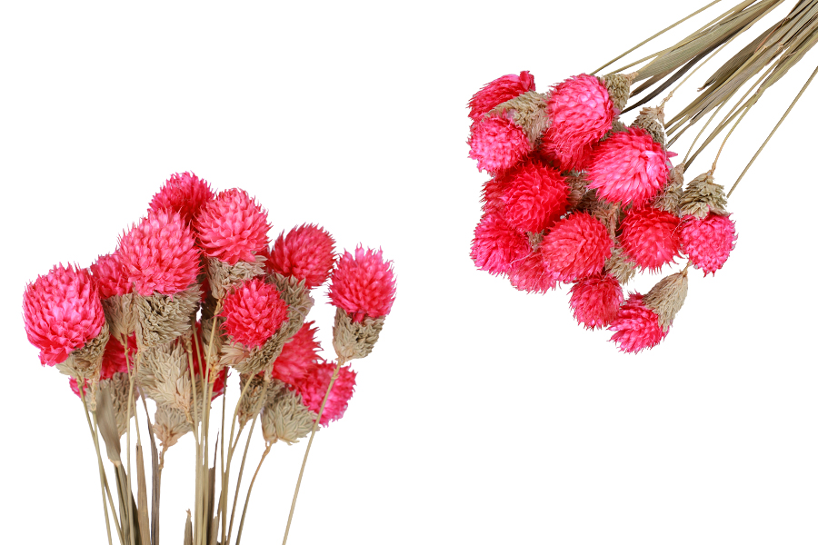 Roze [19] 
