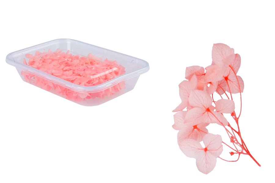 Roze [23] 