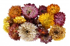 Suvo cveće (potpuri) za dekoraciju – 15 gr