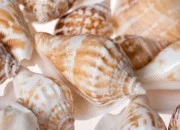 Ukrasne školjke u prirodnoj boji i obliku pužića - paket 200gr (oko 24 kom) Ukrasne školjke u prirodnoj boji i obliku pužića - paket 200gr (oko 24 kom)