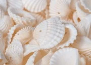 Ukrasne Anadara školjkice sa rupom - paket 200gr (oko 120 kom) Ukrasne Anadara školjkice sa rupom - paket 200gr (oko 120 kom)