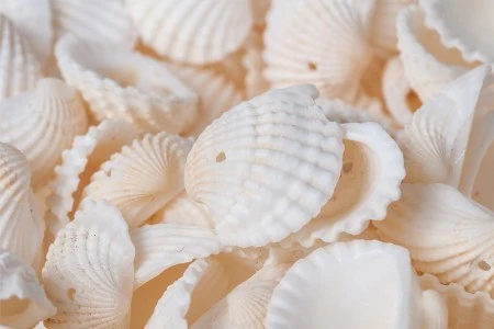 Ukrasne Anadara školjkice sa rupom - paket 200gr (oko 120 kom)-1