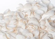 Ukrasne Anadara školjkice sa rupom - paket 200gr (oko 120 kom) Ukrasne Anadara školjkice sa rupom - paket 200gr (oko 120 kom)