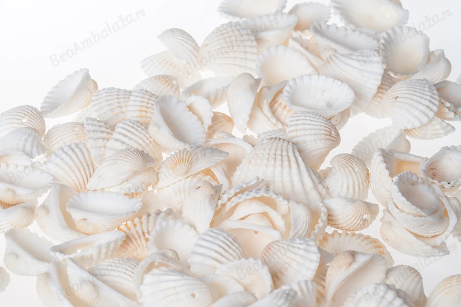 Ukrasne Anadara školjkice sa rupom - paket 200gr (oko 120 kom)-dimenzije_slike
