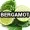 Bergamot
