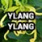 20-2866-4 (Ylang Ylang)