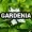 Gardenia