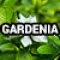 20-2866-7 (Gardenia)