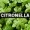 Citronela
