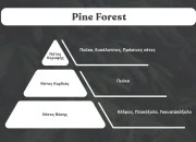 Pine Forest - Aromatična sveća od sojinog voska sa pamučnim fitiljem (110gr)-dimenzije_slike