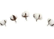 Dekorativni cvetovi pamuka - 5 kom-dimenzije_slike