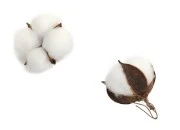 Dekorativni cvetovi pamuka - 5 kom-slika_proizvoda