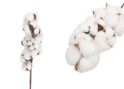 Dekorativna grana sa cvetovima pamuka-slika_proizvoda