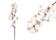 Dekorativna grana - cvet pamuka-slika_proizvoda