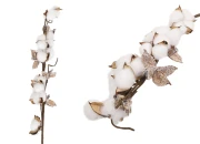 Dekorativna grana - cvet pamuka-slika_proizvoda