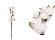 Dekorativna grana - cvet pamuka-slika_proizvoda