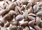 Ukrasne školjke u zemljanim bojama - paket 200gr (oko 92 kom)