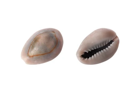 Ukrasne školjke u zemljanim bojama - paket 200gr (oko 92 kom)-2