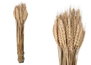 Ukrasno sušeno klasje 50 cm u buketu od 120 g-slika_proizvoda