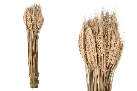 Ukrasno sušeno klasje 50 cm u buketu od 120 g-1