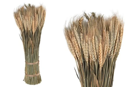 Ukrasno sušeno klasje 50 cm u buketu od 450 g-1