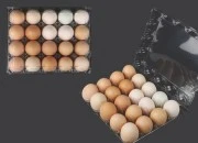 Plastične kutije za jaja sa 20 mesta, dimenzija 240x190x60 mm - 100 kom
