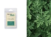 Melts vosak Citronella (75g) - mirišljavi vosak za topljenje Melts vosak Citronella (75g) - mirišljavi vosak za topljenje