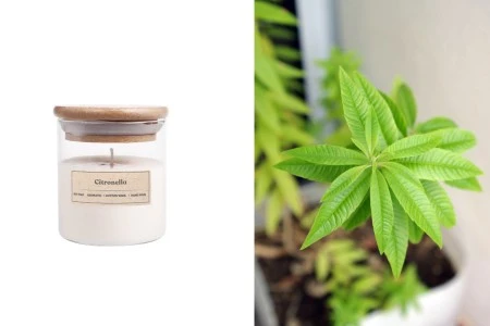 Citronella - Aromatična sveća od sojinog voska sa pamučnim fitiljem (110gr)-slika_proizvoda