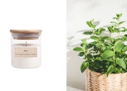 Mint - Aromatična sveća od sojinog voska sa pamučnim fitiljem (110gr)-slika_proizvoda