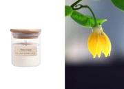 Ylang-ylang  - Aromatična sveća od sojinog voska sa pamučnim fitiljem (110gr)-slika_proizvoda